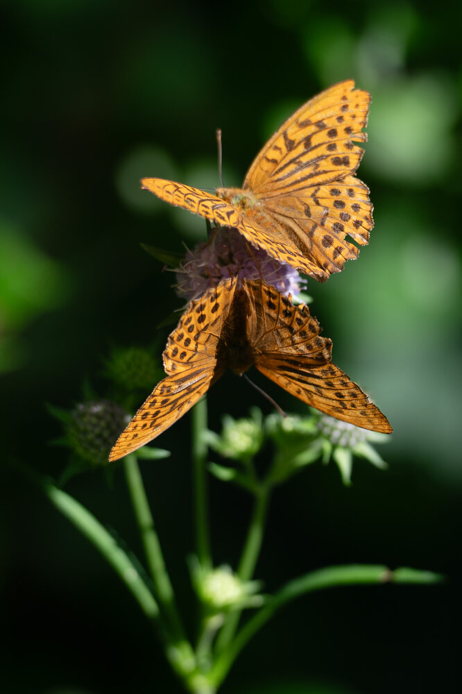 Photograph by Ирэна Ершова