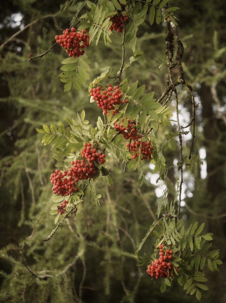 Photograph by Olga Schmidt