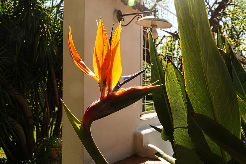 Sfumature di Arancio naturali