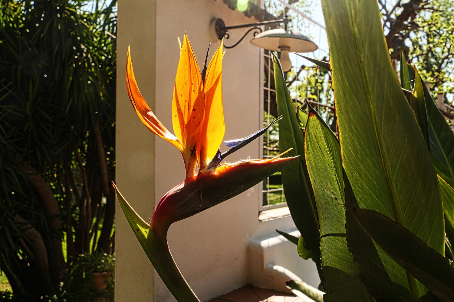 Sfumature di Arancio naturali