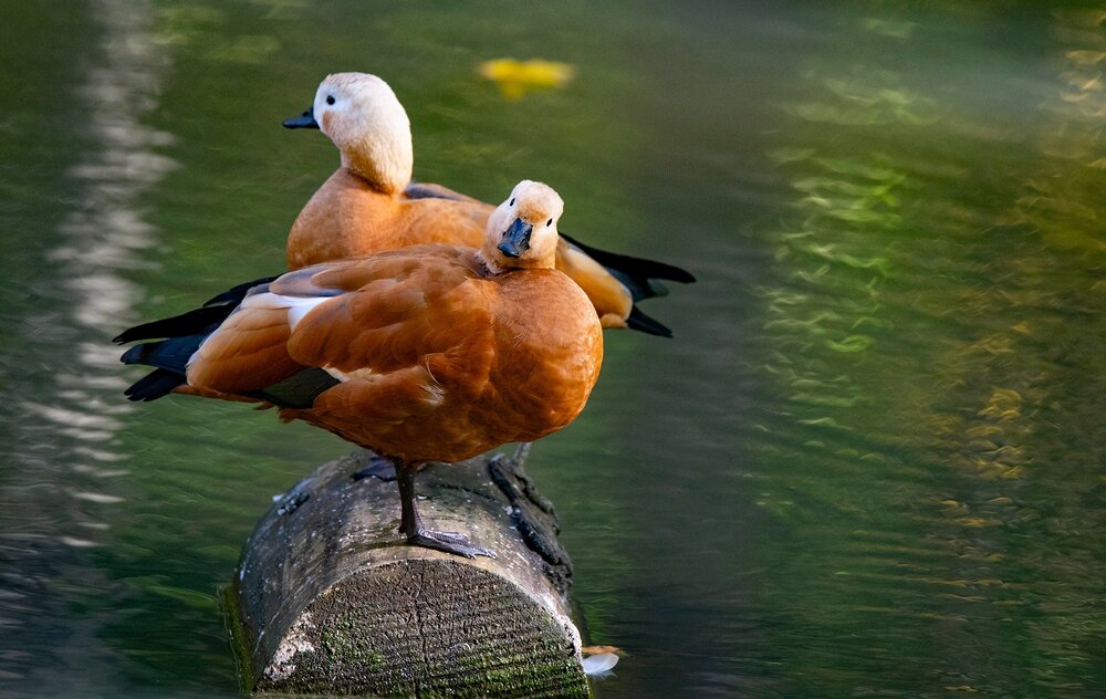 Photograph by Gurdina Lena