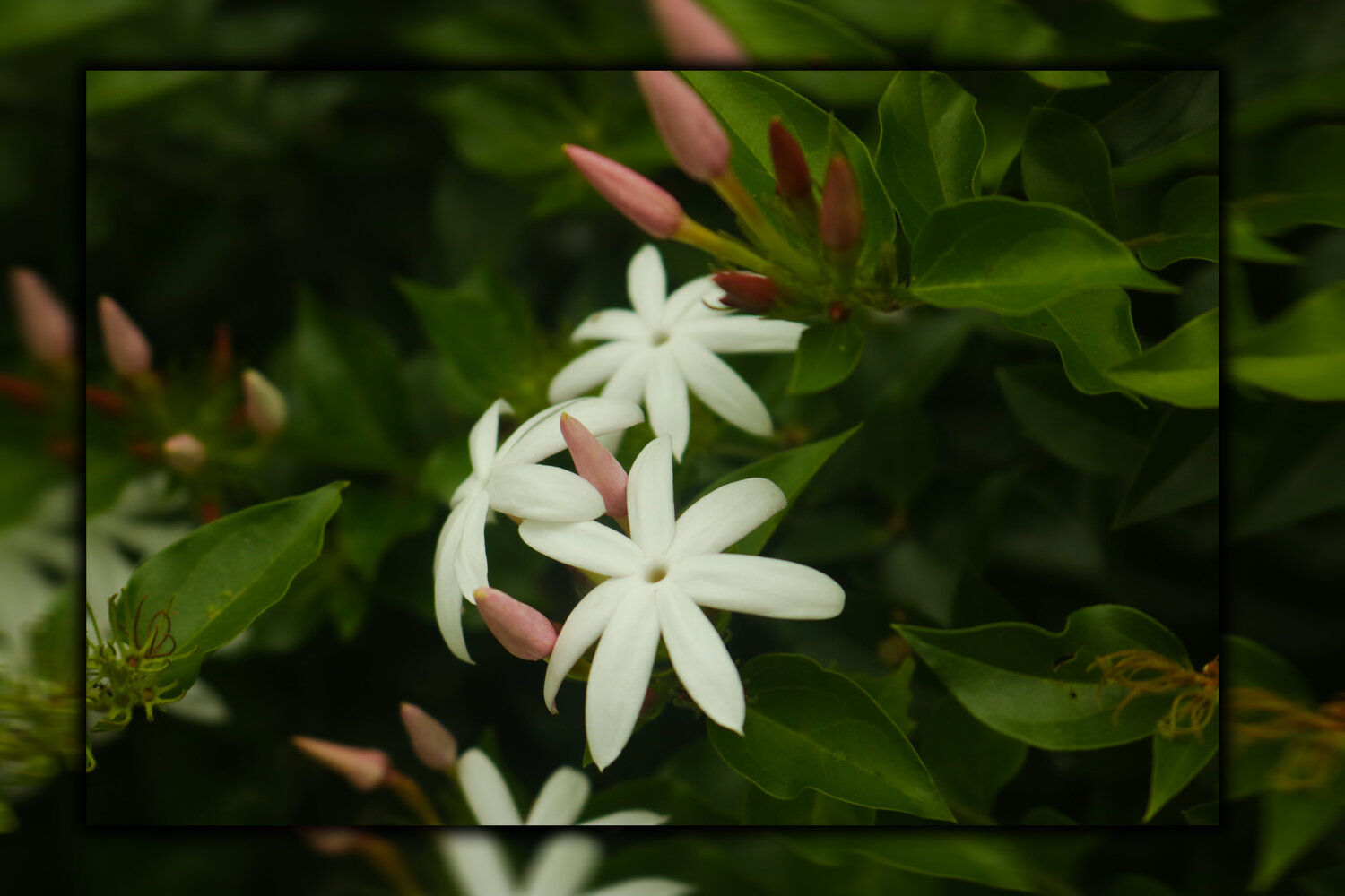 Flower in the dark forest