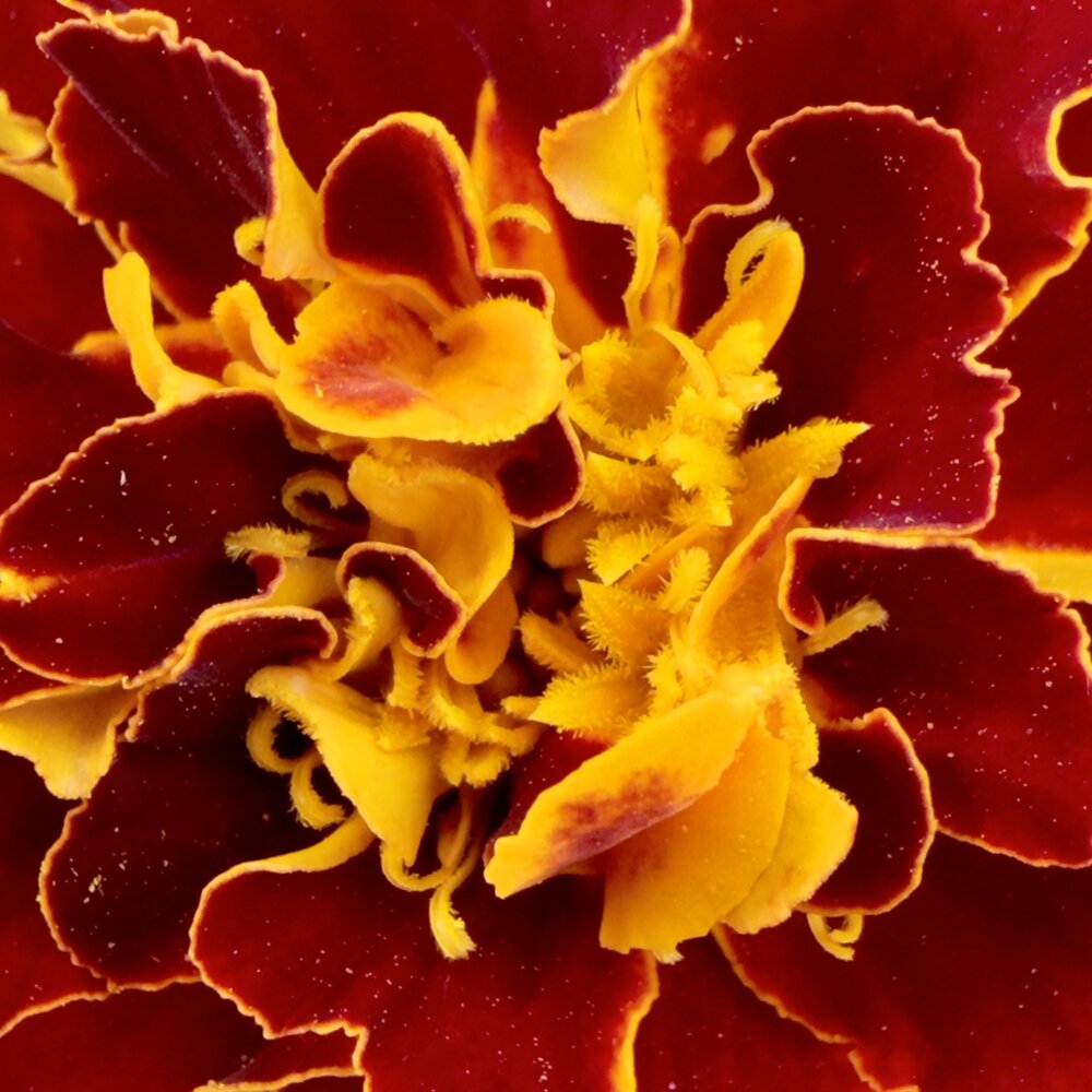 Оранжевая абстракция / Orange Abstraction