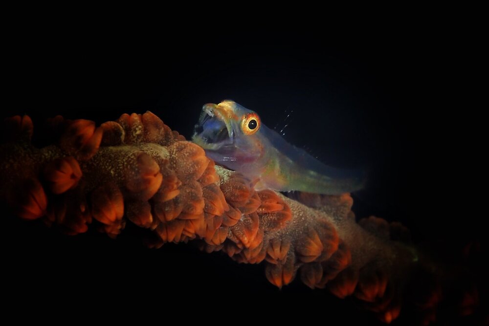 Under The Spotlight
