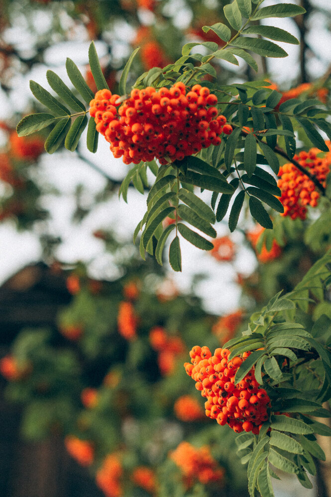 Photograph by Светлана Нестерова