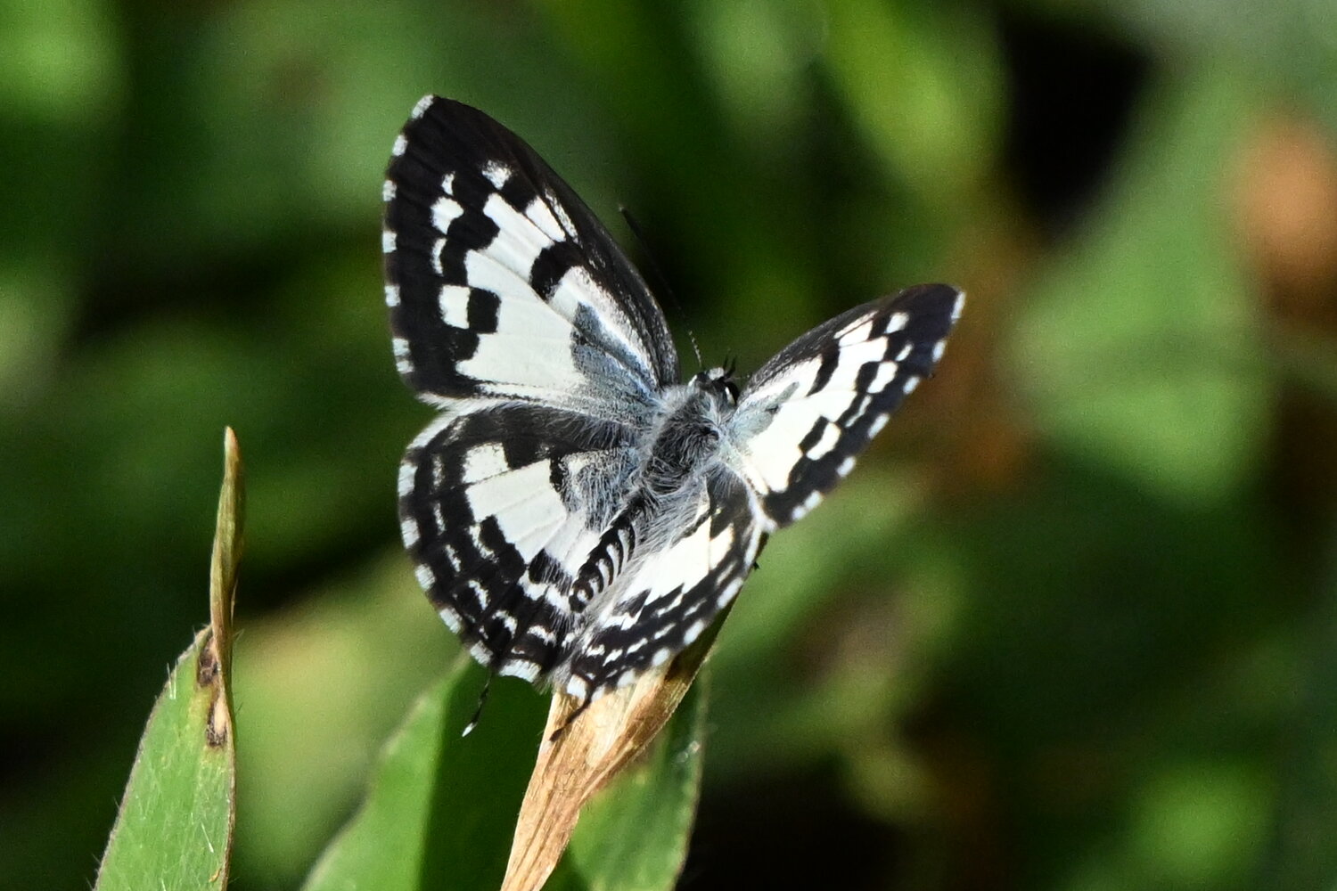 Common pierrot
