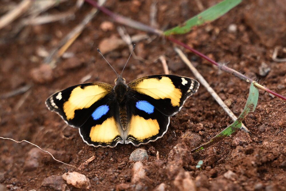 Yellow pansey butterfly( male)