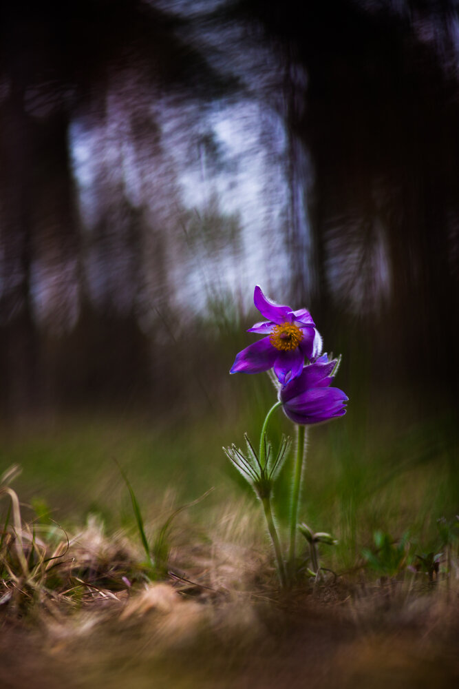 Photograph by Викулов Николай