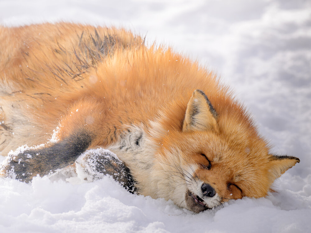 Photograph by MITSUMOTO DAIKI
