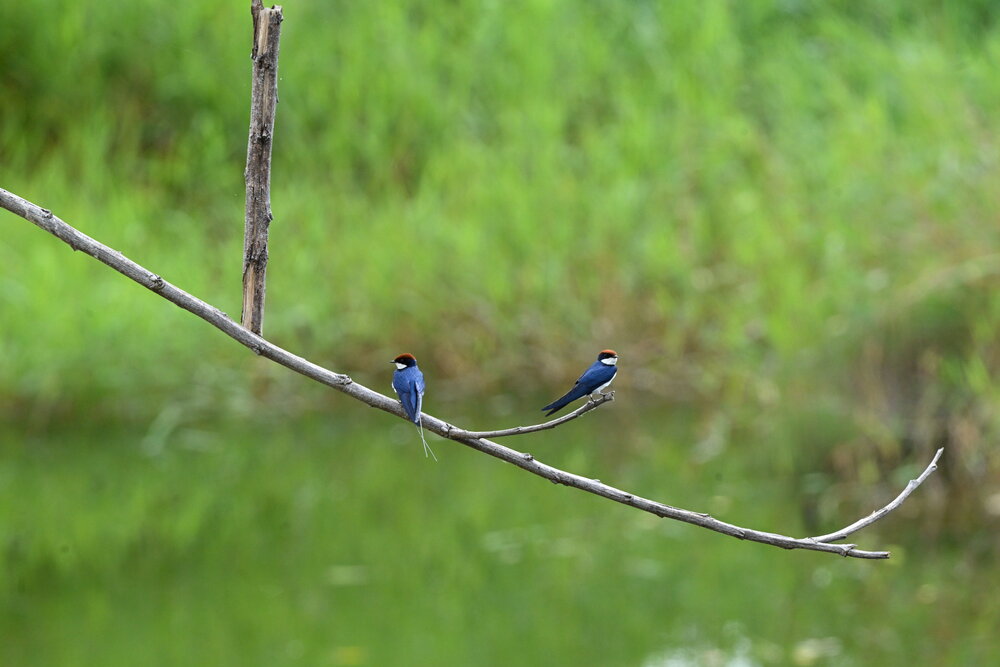 Wire tailed swallow male and female