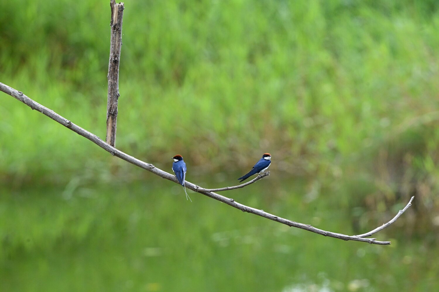 Wire tailed swallow male and female