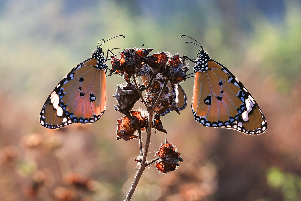 Photograph by Dhananjay Thakur