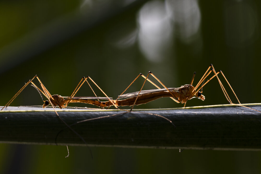 Photograph by Dhananjay Thakur