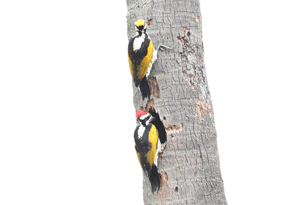 Flame back wood pecker pairs