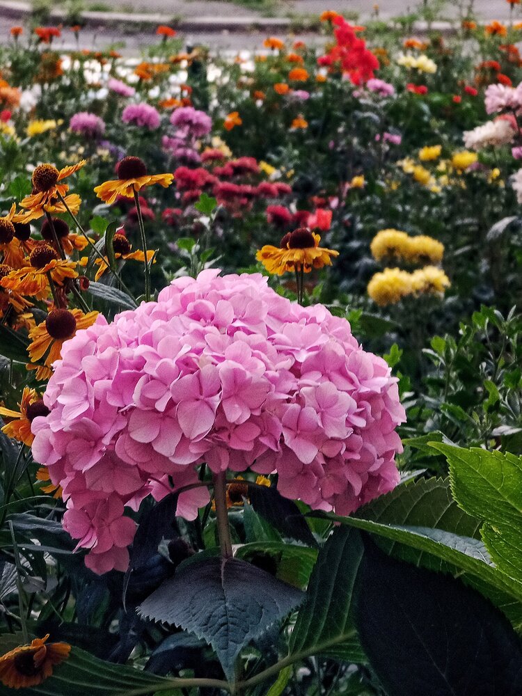 Pink Hydrangea