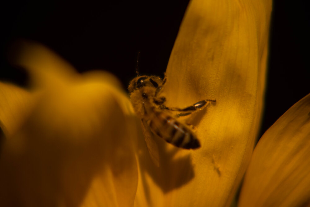 Photograph by Ольга Зинченко