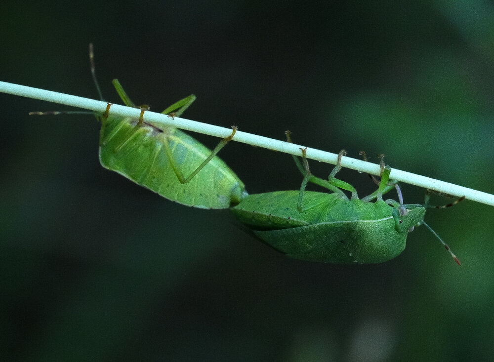 Фотография автора ANIL KUMAR DESHPANDE