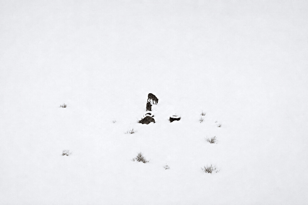 White Field