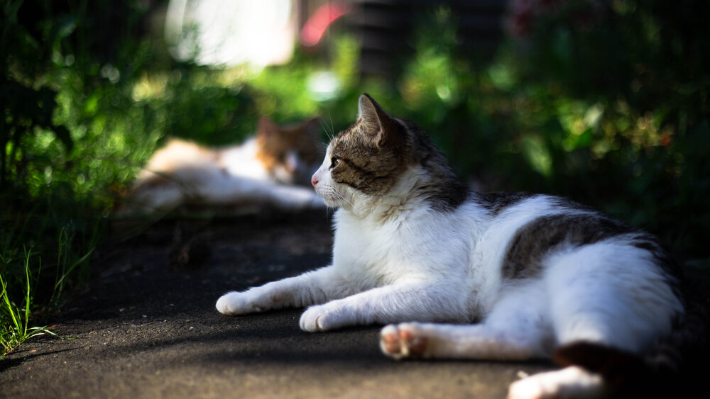 Кот