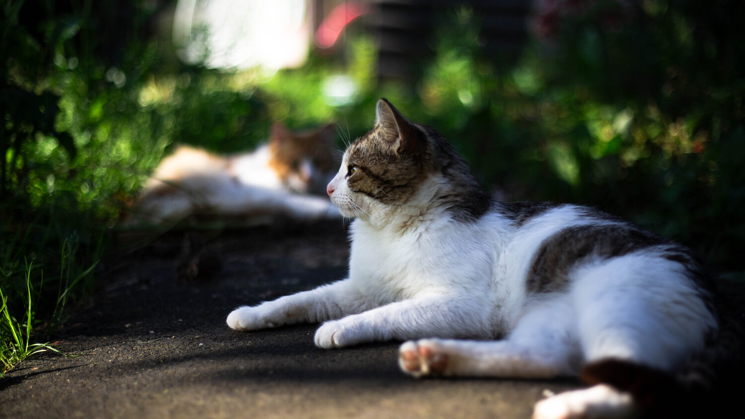 Кот