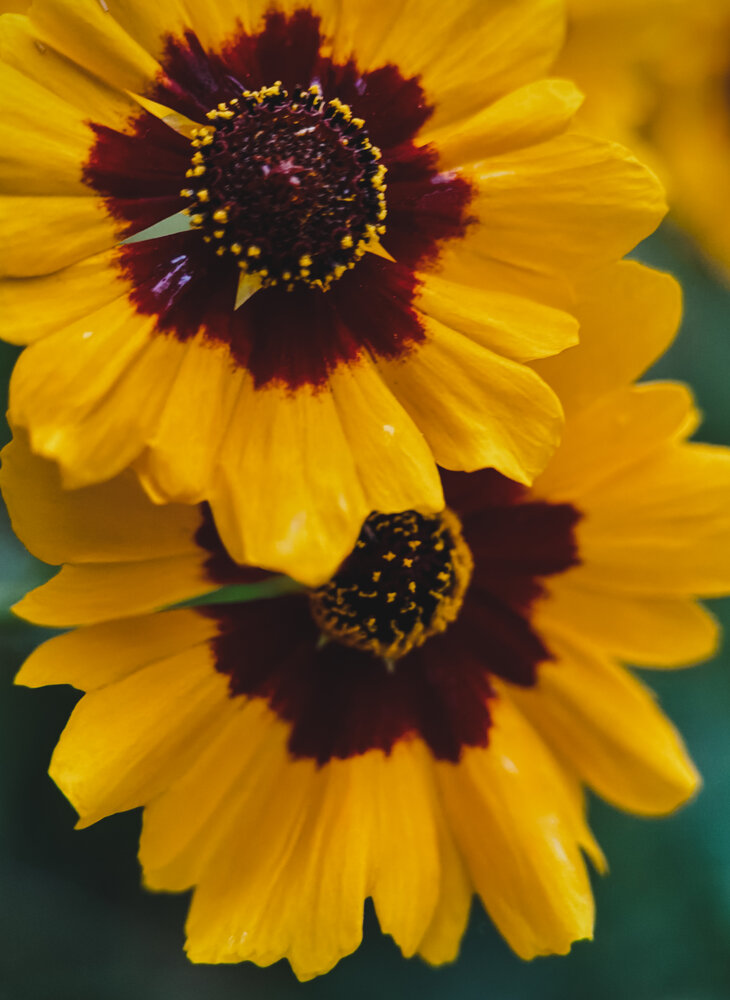 Photograph by Oxana Petlina