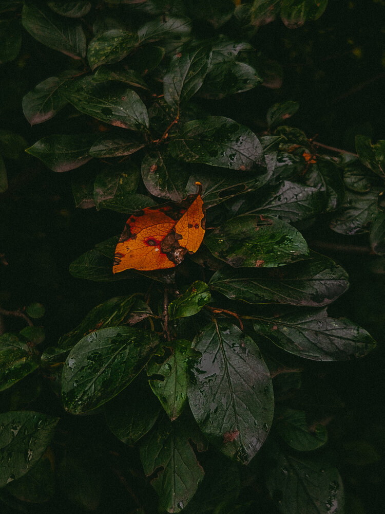 Photograph by Наталья Тополевская