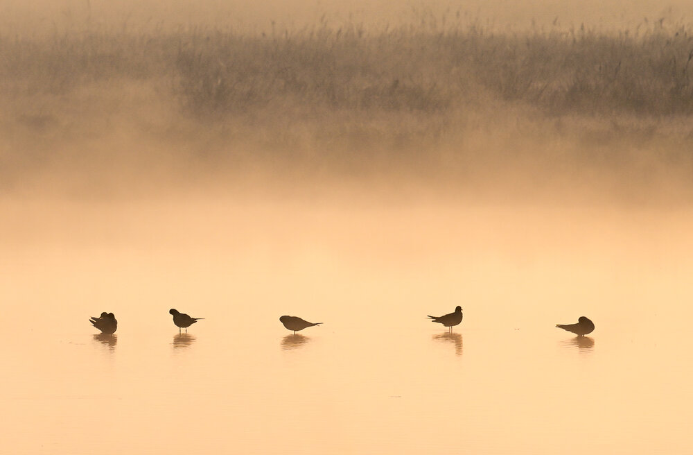 Orange Mist
