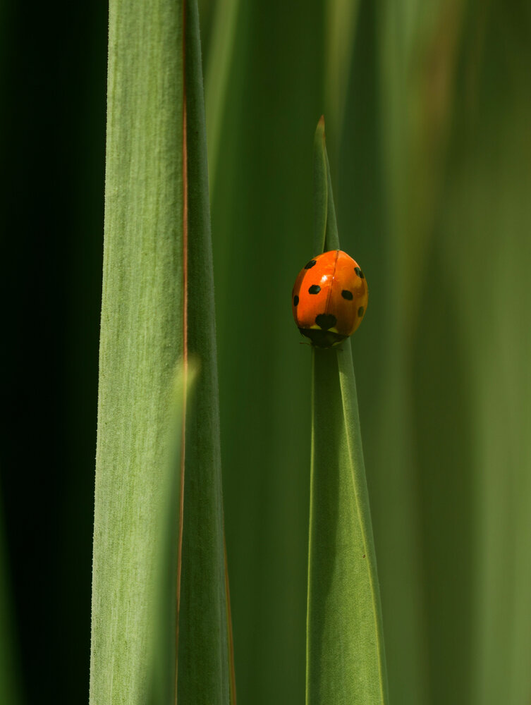 Photograph by Вячеслав Помазан
