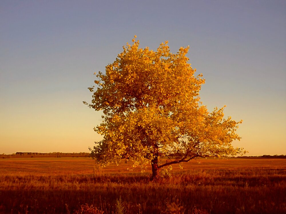 Photograph by Светлана Кустова
