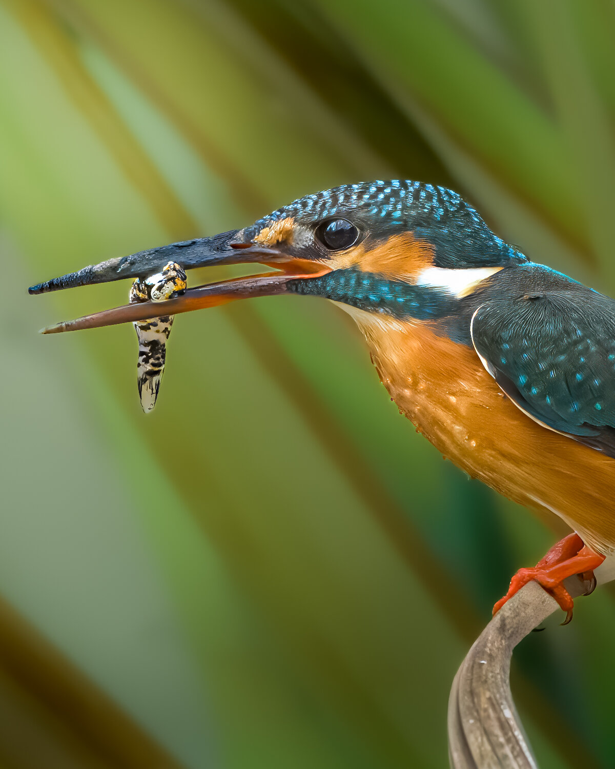 The Victor\'s Perch