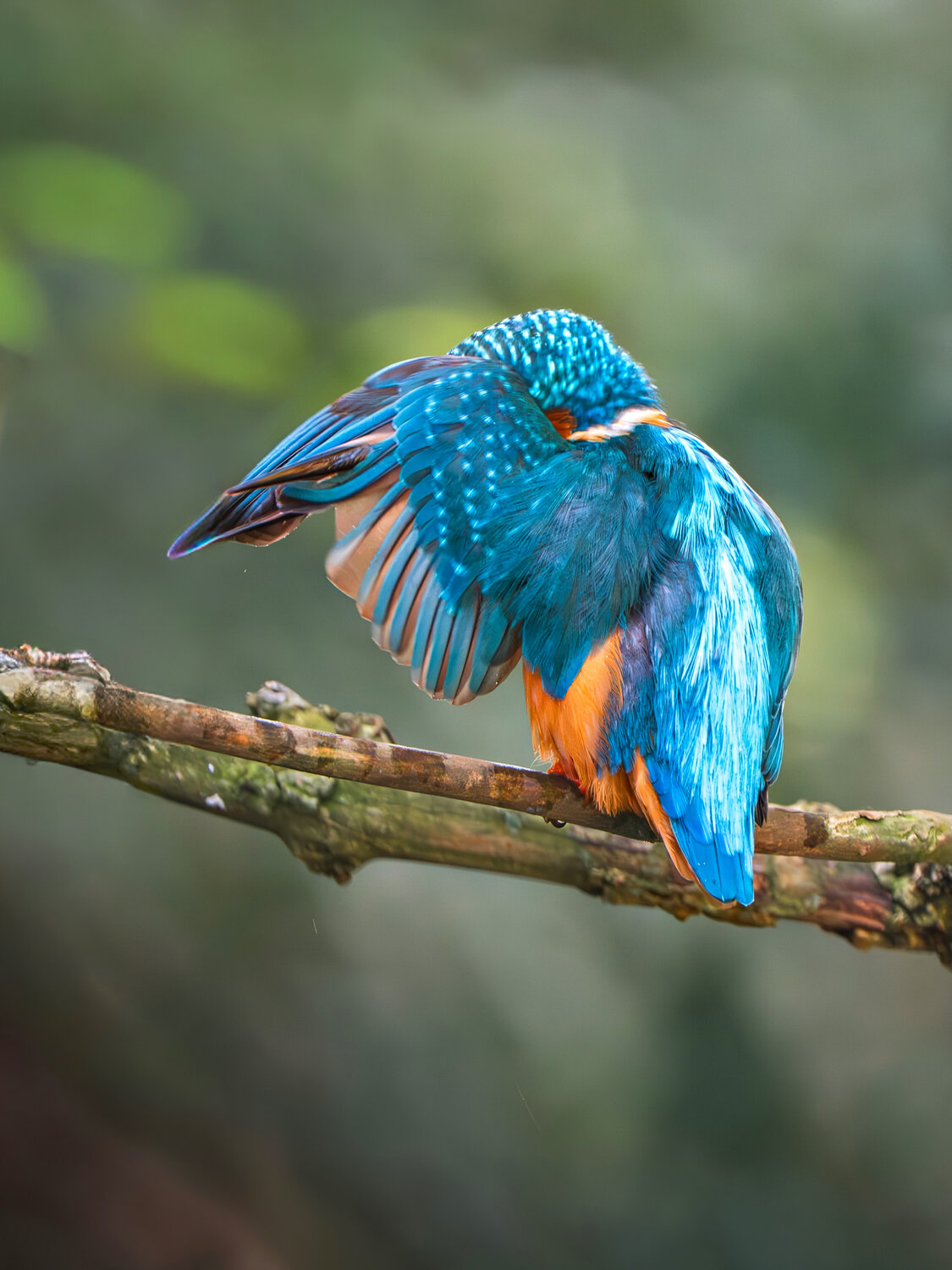 Moment of Preening and Serenity