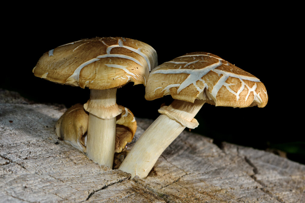 Photograph by Leonardo Rosendo Mejías Proenza