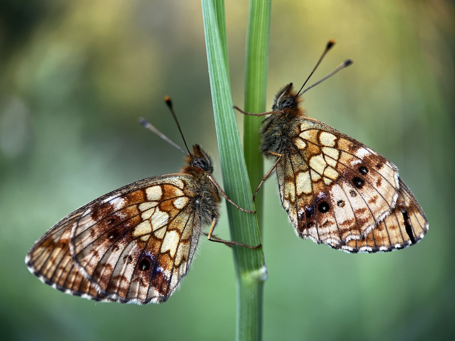 Шашечницы на травинке
