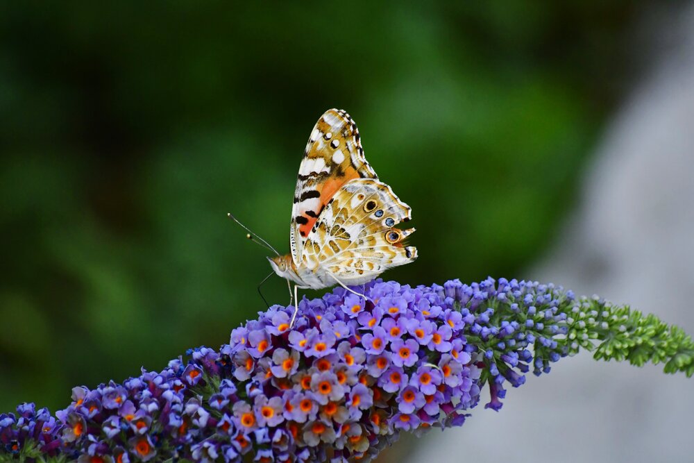 Photograph by Elena Mironova
