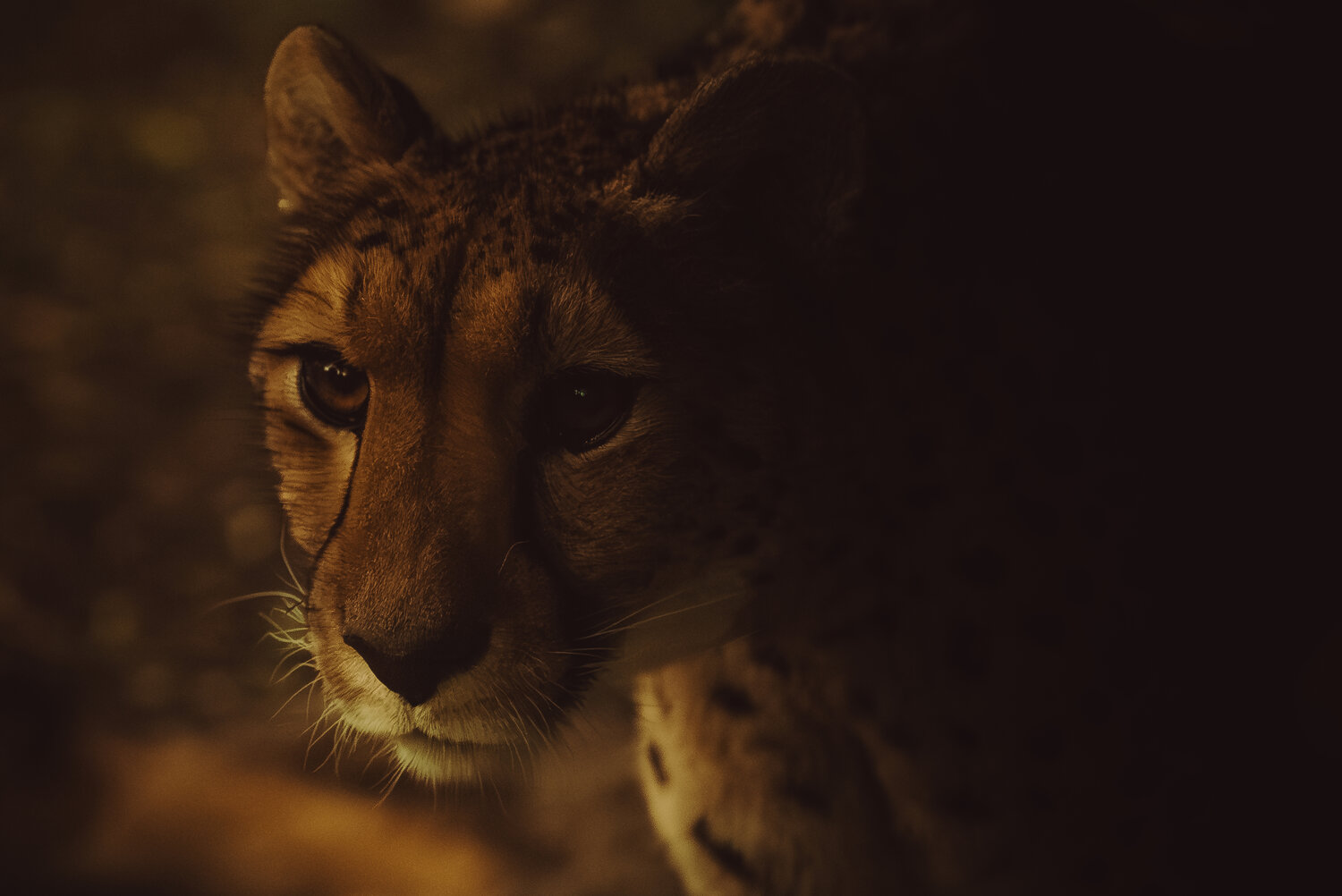Stare From The Darkness