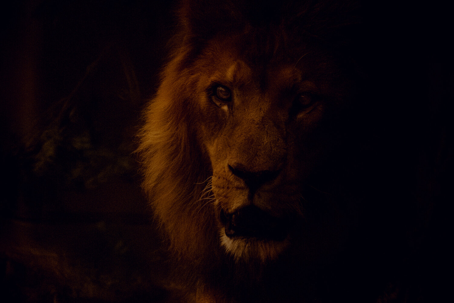 Photo #14021539