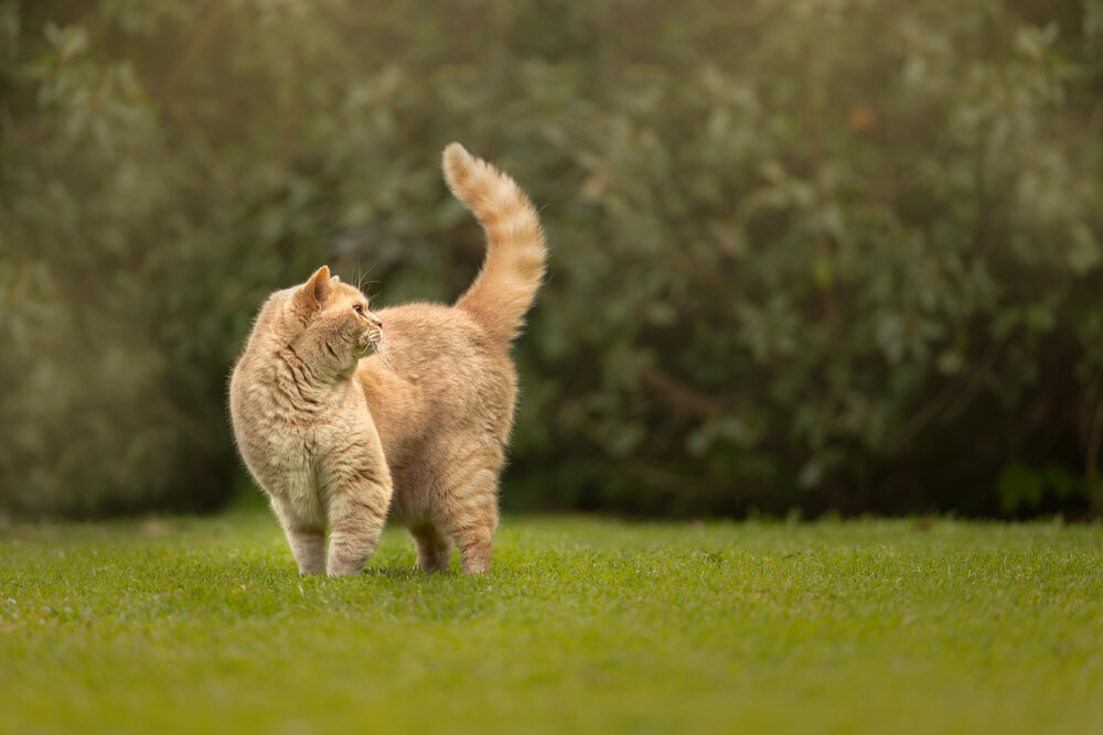 Photograph by Annemarie Visser