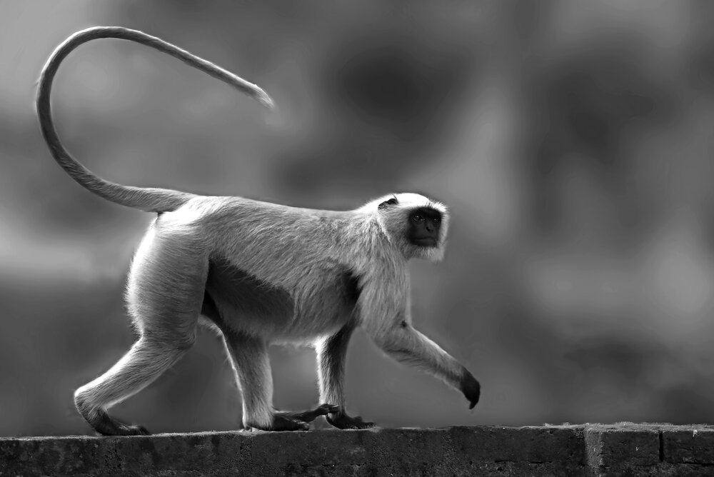 The Primate Walk