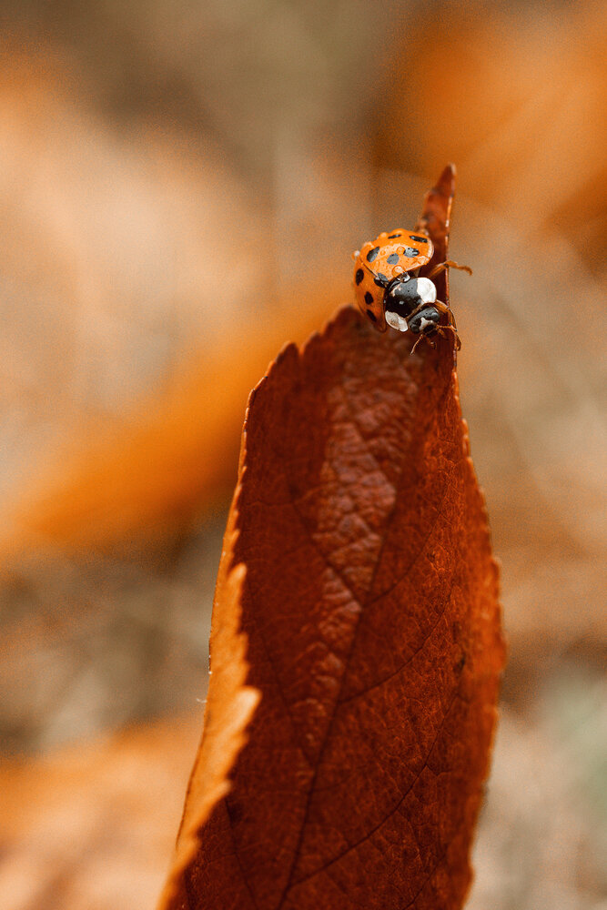 Photograph by Екатерина Топорова