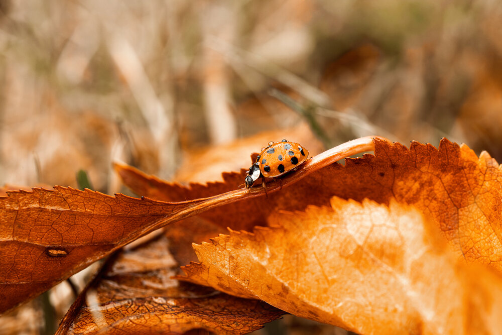 Photograph by Екатерина Топорова