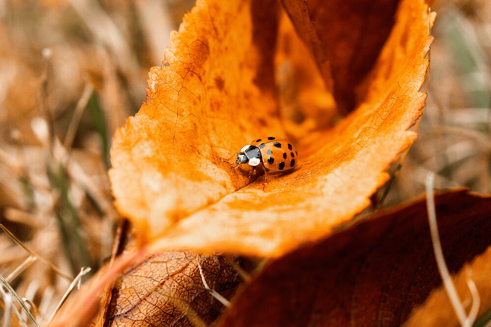 Photograph by Екатерина Топорова