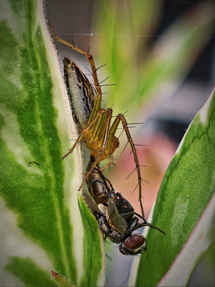Nature\'s Silent Hunter