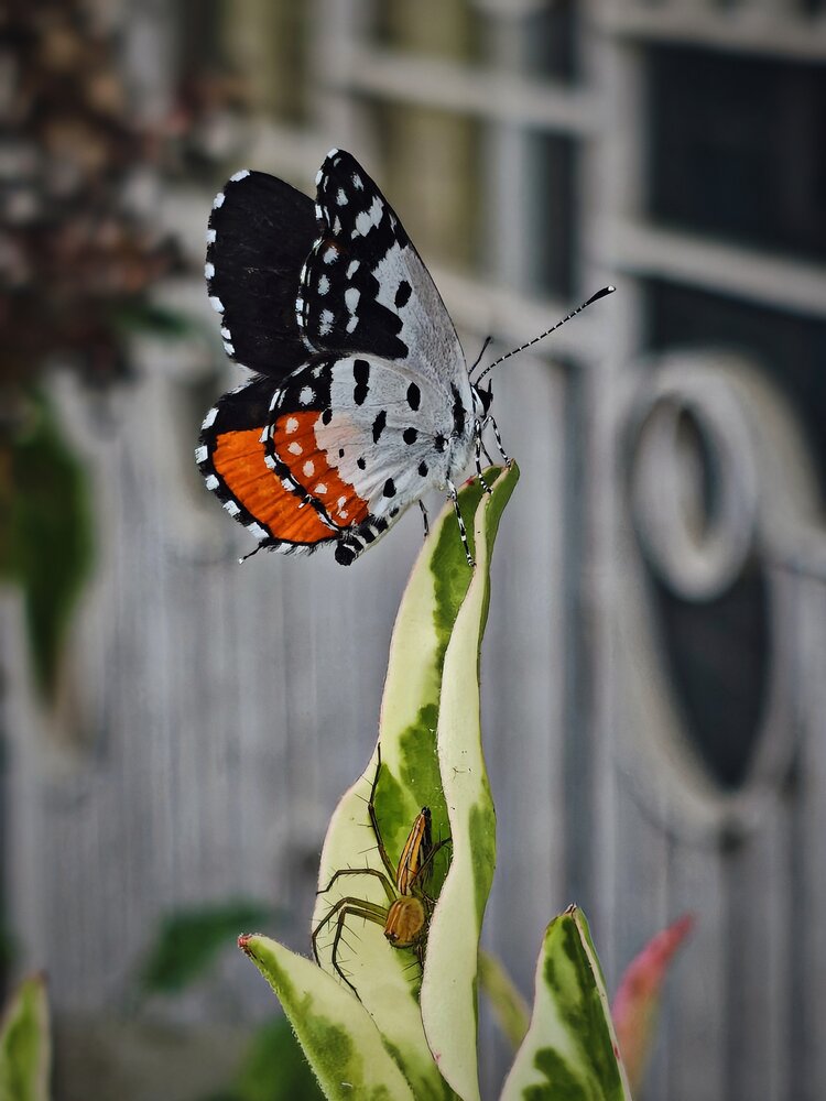 Photograph by Rajnewton Sonowal