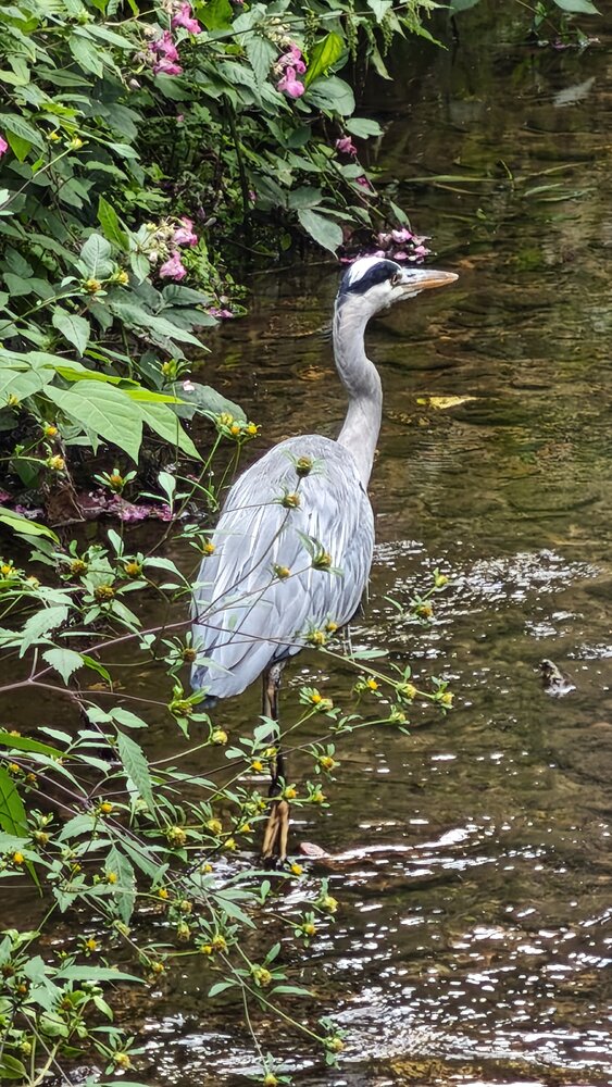 A detailed vertical wildlife photography showing wild grey heron Ardea cinerea standing in shallow river water near green blooming riverbank outdoors