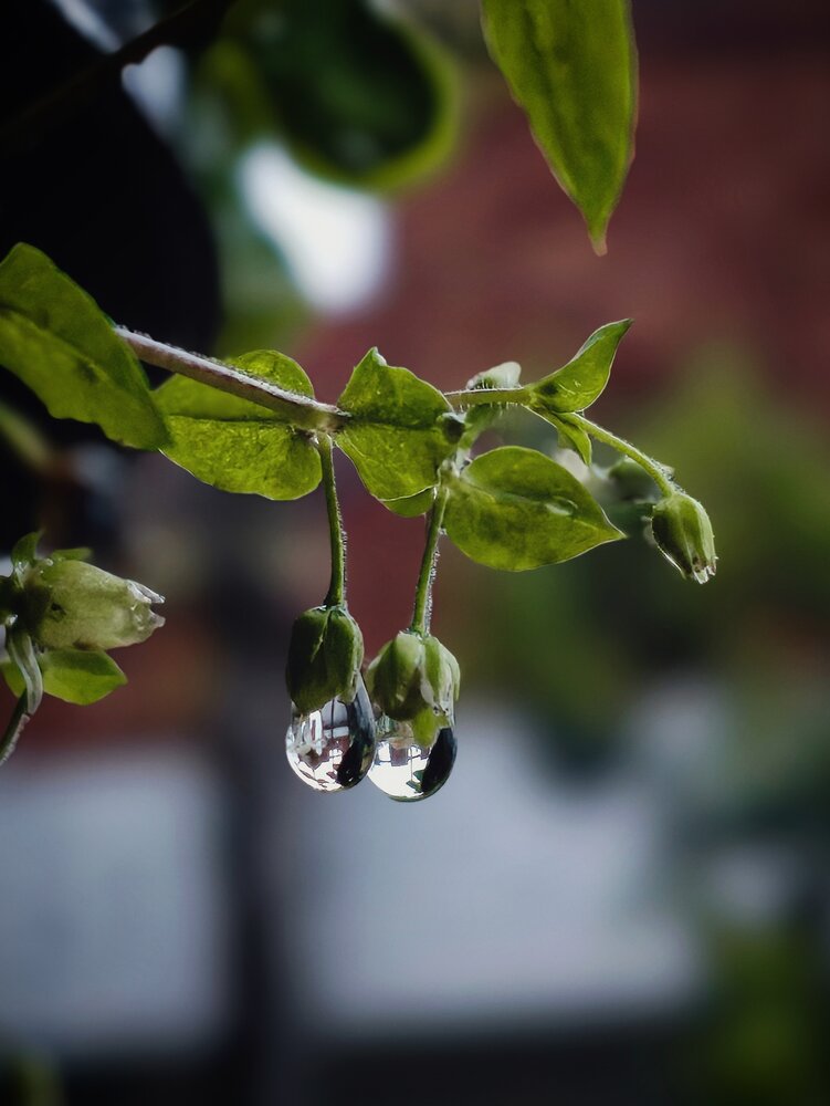 Photograph by Rajnewton Sonowal