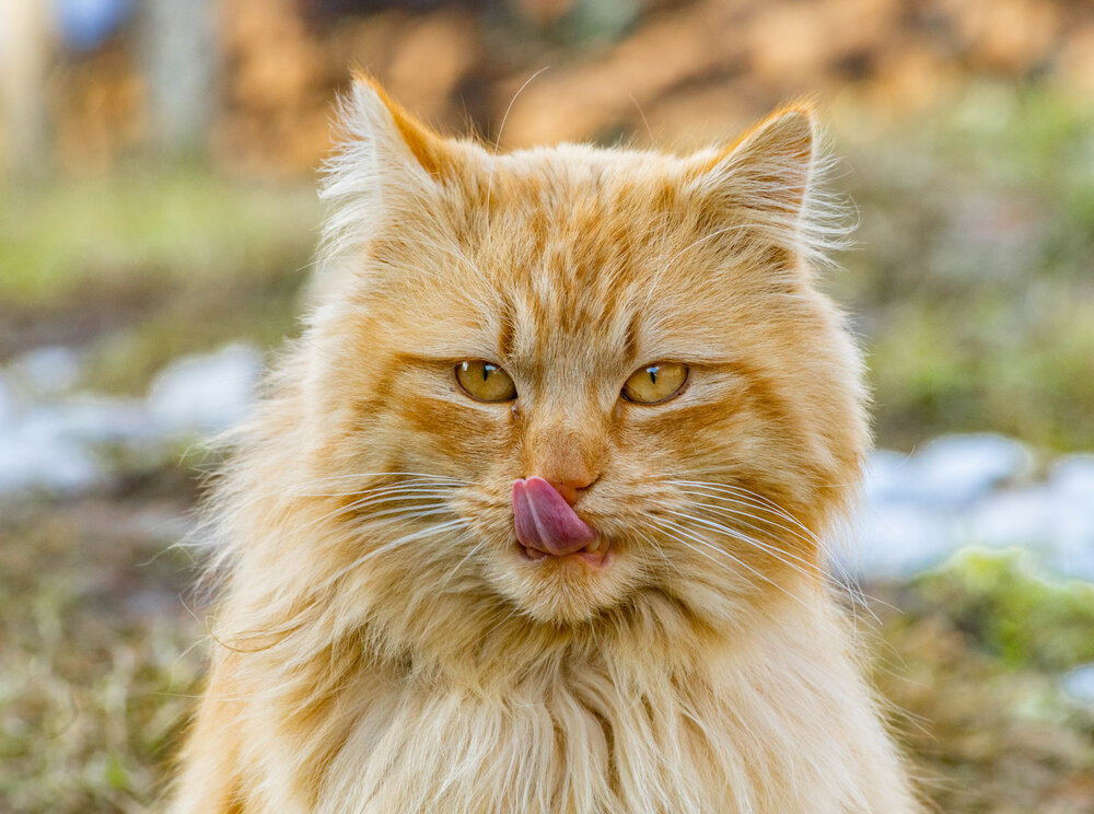 Photograph by Екатерина Счасная