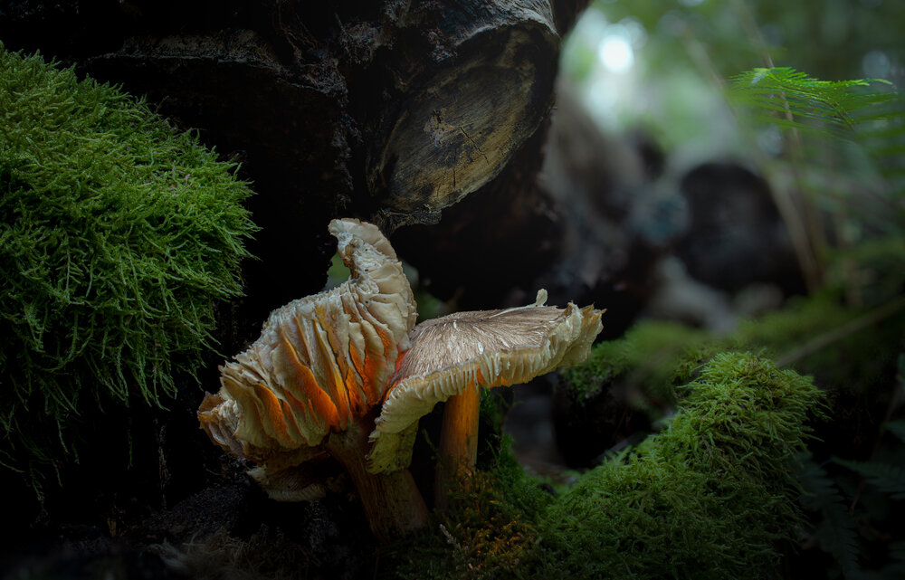 Photograph by guntis zebergs