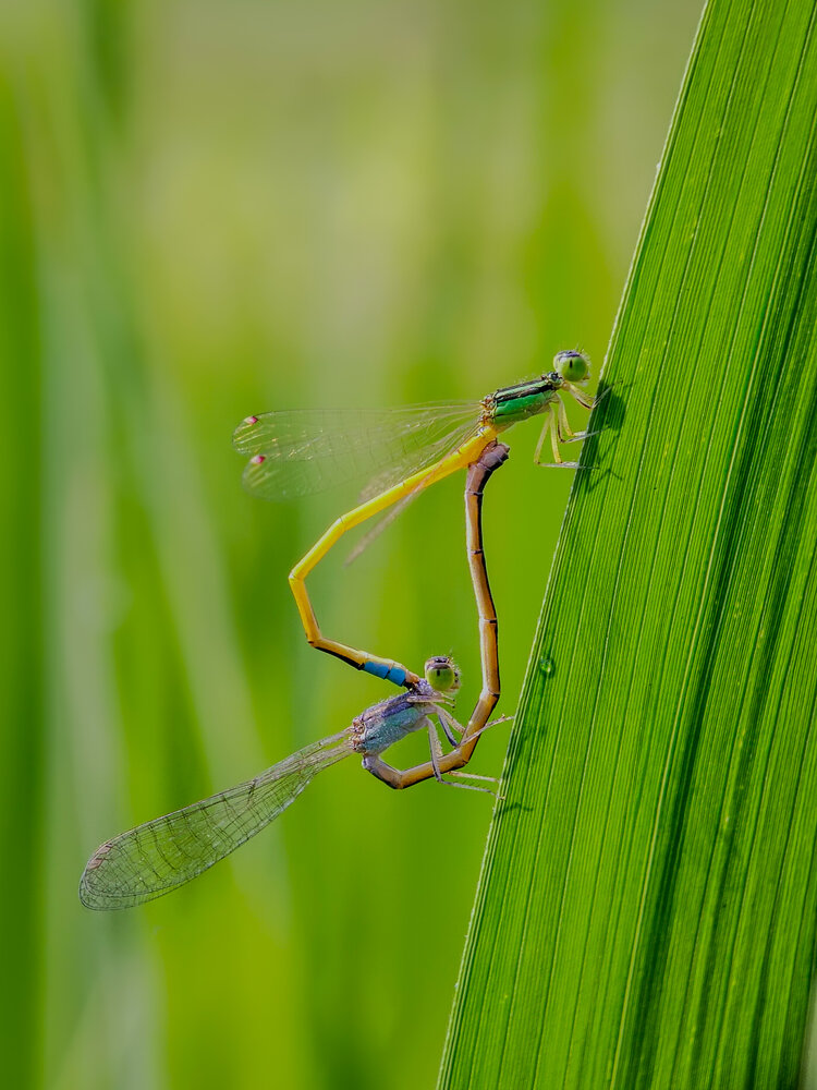 Photograph by ANTU MONDAL