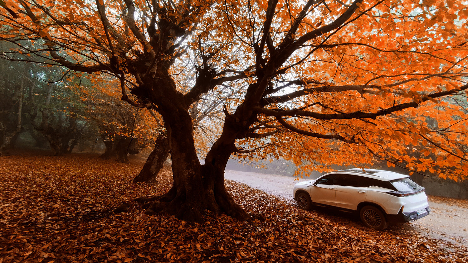 Photo #14022341
