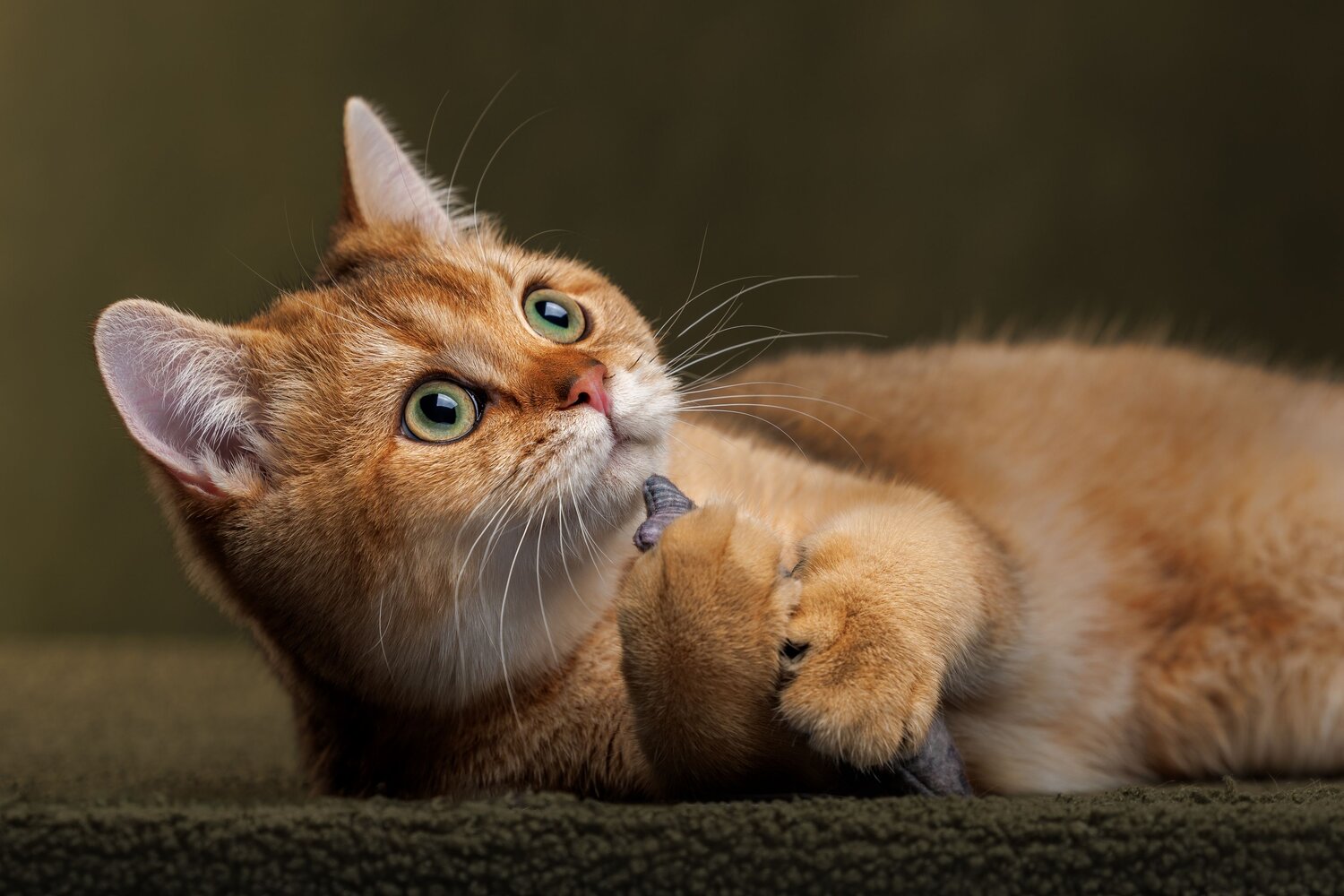 Photo #14022884